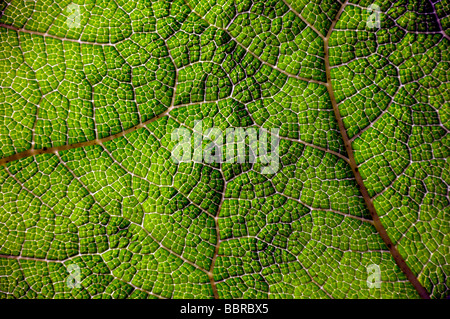 Chilenische Rhabarber (Gunnera Tinctoria), Chile Stockfoto