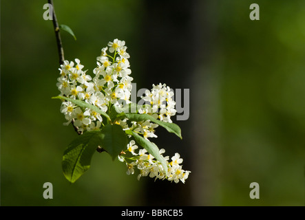 Vogel-Kirsche, Prunus Padus, Blüte, Schottisches Hochland. Stockfoto