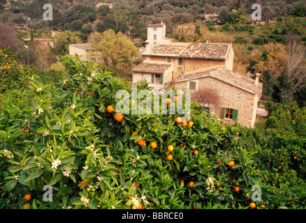 Orangen auf Bäume, Fornalutx, Mallorca, Spanien. Stockfoto