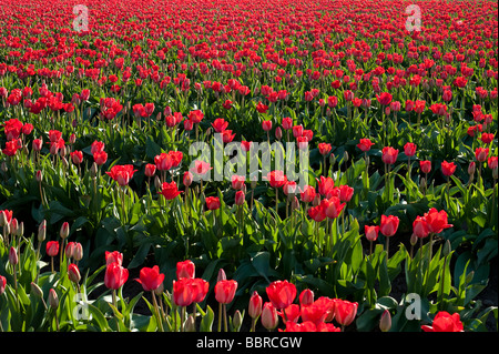 Rote Tulpe Felder Abendlicht in der Nähe von Mount Vernon Washington State USA Stockfoto