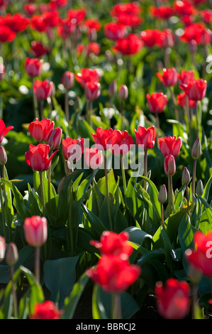 Rote Tulpe Felder Abendlicht in der Nähe von Mount Vernon Washington State USA Stockfoto