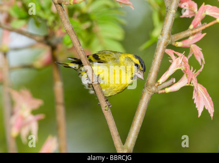 Erlenzeisig, Zuchtjahr Spinus, Männchen thront in einem japanischen Ahorn-Baum in einem Garten im Frühjahr. Stockfoto