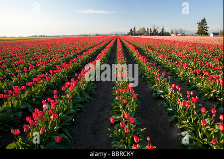 Rote Tulpe Felder Abendlicht in der Nähe von Mount Vernon Washington State USA Stockfoto