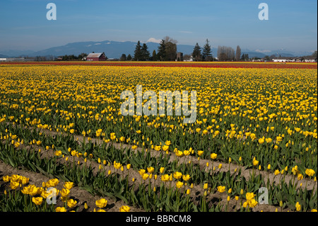 Gelbes Tulpenfeld in der Nähe von Mount Vernon, Washington, Bundesstaat USA Stockfoto