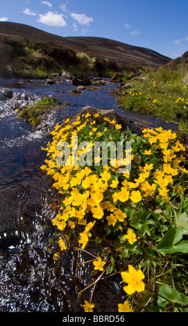 Sumpfdotterblumen, Caltha Palustris, wachsen von einem Gebirgsbach. Der Stream ist das Allt Glas Choille in Glen Gairn, Cairngorms. Stockfoto