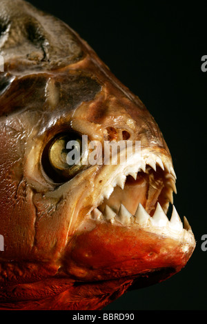 PIRANHA, MUSEUM OF NATURAL HISTORY IN ROUEN, SEINE-MARITIME (76), FRANKREICH Stockfoto