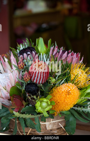 Sunrise Land Markt Protea Blume Upcountry Maui Hawaii Stockfoto