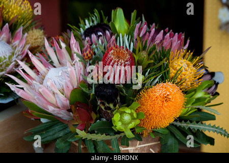 Sunrise Land Markt Protea Blume Upcountry Maui Hawaii Stockfoto