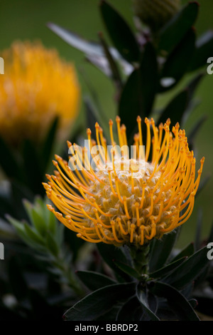 Sunrise Land Markt Protea Blume Upcountry Maui Hawaii Stockfoto