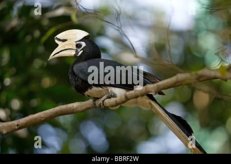 Das schöne und einen weißen Schnabel im malaysischen Regenwalds gesehen. Stockfoto