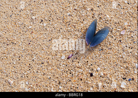 Muschel Seashell auf einem Strand, Isle of Harris, äußeren Hebriden, Schottland Stockfoto