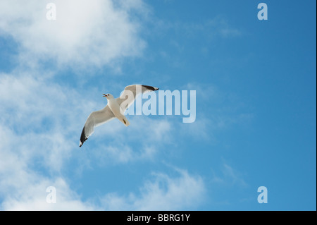 Larus canus. Schweben Sturmmöwe gegen den blauen bewölkten Himmel. Isle of Harris, Äußere Hebriden, Schottland Stockfoto