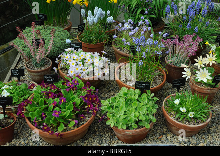 Eine Sammlung von Primula Pflanzensorten in Harlow Carr Gardens, Harrogate. Stockfoto