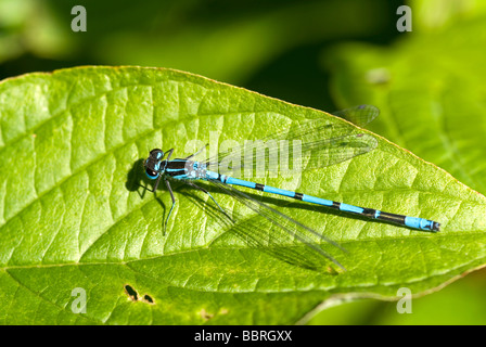 Gemeinsamen Blue Damselfly (Enallagma Cyathigerum) auf einem Blatt Stockfoto