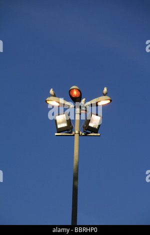 zwei Vögel auf Glühbirnen Lampe post in Stadt Stockfoto