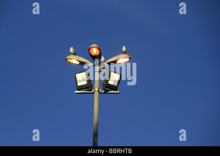 zwei Vögel auf Glühbirnen Lampe post in Stadt Stockfoto