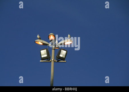 zwei Vögel auf Glühbirnen Lampe post in Stadt Stockfoto