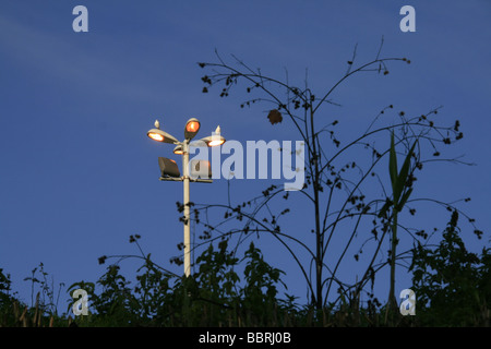 zwei Vögel auf Glühbirnen Lampe post in Stadt Stockfoto