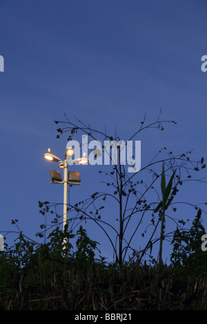 zwei Vögel auf Glühbirnen Lampe post in Stadt Stockfoto