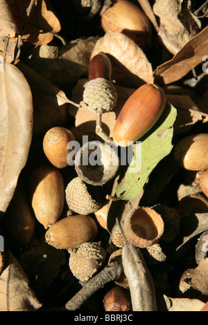 Viele trockene braune Laub und Eicheln auf Boden Waldweg Stockfoto