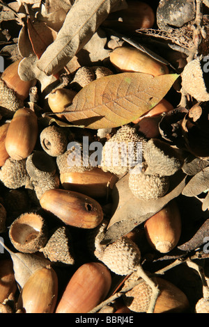 Viele trockene braune Laub und Eicheln auf Boden Waldweg Stockfoto