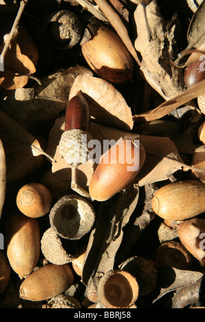 Viele trockene braune Laub und Eicheln auf Boden Waldweg Stockfoto