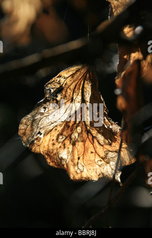 Detail von einem Toten welkes Blatt im Wald Wald Stockfoto