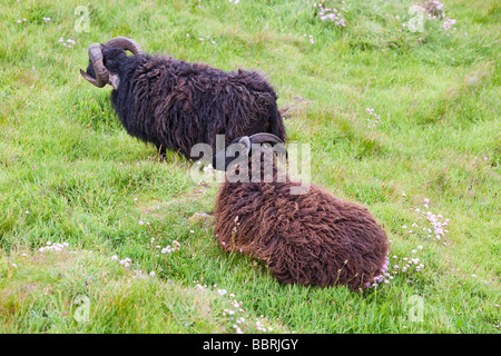 Soay Schafe für Naturschutz Beweidung in Baggy-Punkt in der Nähe von Croyde in North Devon Stockfoto