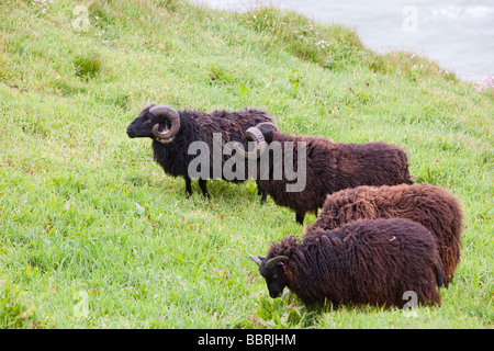 Soay Schafe für Naturschutz Beweidung in Baggy-Punkt in der Nähe von Croyde in North Devon Stockfoto