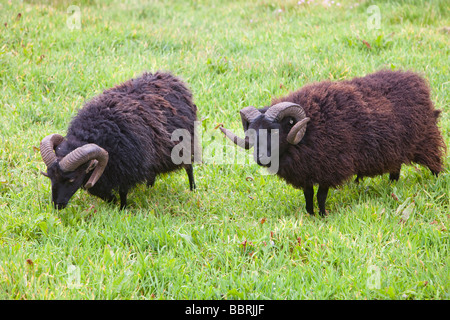 Soay Schafe für Naturschutz Beweidung in Baggy-Punkt in der Nähe von Croyde in North Devon Stockfoto