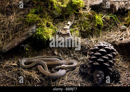 Baskian Viper, iberischen cross Addierer, portugiesische Viper (Vipera Seoanei) in einem Nadelbaum Waldboden Stockfoto