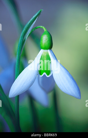 Galanthus Elwesii Schneeglöckchen Elwesii Blume England Winter