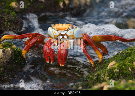 Sally lightfoot Krabben (Grapsus Grapsus) überbrücken die Stones Punta Espinosa Fernandina Insel Galapagos Ecuador Pazifik Stockfoto