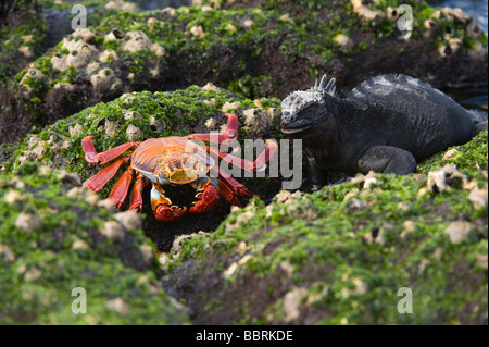 Sally lightfoot Krabben (Grapsus Grapsus) und Marine Iguana Punta Espinosa Fernandina Insel Galapagos Ecuador Pacific Stockfoto