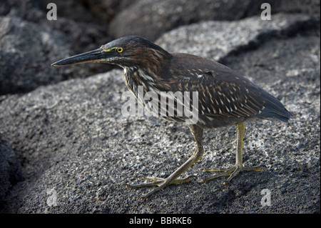 Lava Heron (Butorides Sundevalli) Spaziergänge getarnt auf Lava Punta Espinosa Fernandina Insel Galapagos Ecuador Pazifik Stockfoto