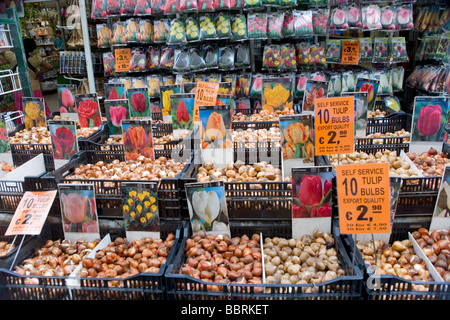 Tulpenzwiebeln in einem Blumenmarkt shop The Bloemenmarkt, einem Blumenmarkt in Amsterdam, Niederlande Stockfoto