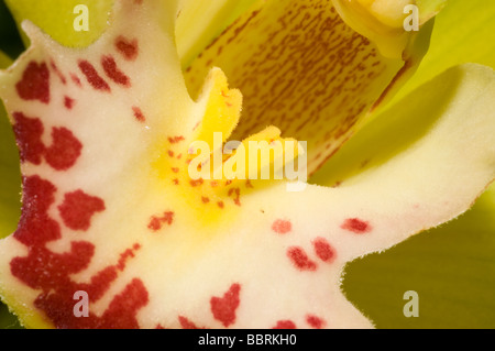 Zeigt Details der schönen Orchidee hautnah Stockfoto