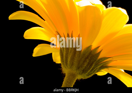 Gelbe Gerbera Nahaufnahme zeigt Unterseite Stockfoto