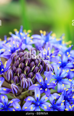 Scilla Peruviana peruanische Blaustern Blüte Glasshouse England Frühling Stockfoto