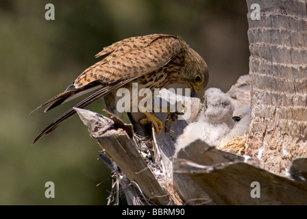 Erwachsene weibliche Kestrel mit Essen in Krallen Fütterung eine Küken in Palme verschachteln Stockfoto