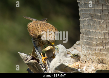 Weiblicher Turmfalke Fütterung eines 5 Küken im Palme nisten mit Heuschrecke Stockfoto