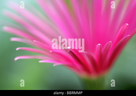 Gerbera Jamesonii Blume Glasshouse England Sommer Stockfoto