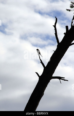 Raubvogel thront auf unregelmäßige Ast Stockfoto