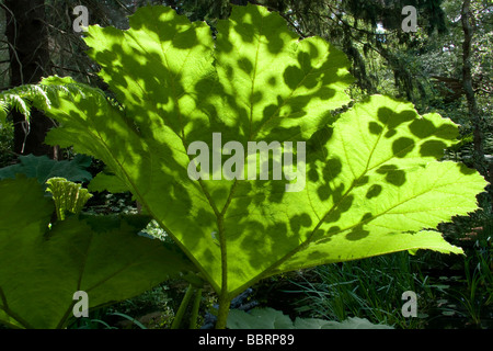Großes Gunnera Blatt in einem Wald Stockfoto