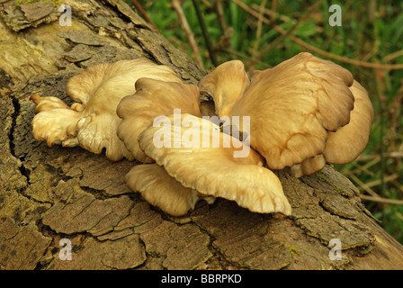 Austernpilz - Pleurotus ostreatus Stockfoto