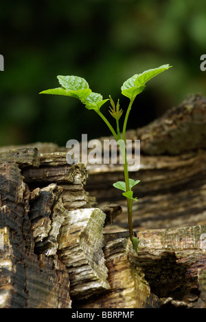 Sämling Esche - Fraxinus excelsior Stockfoto