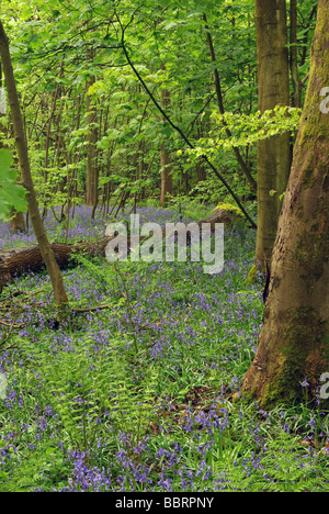 Glockenblumen - Hyacinthoides (Endymion) nicht-scriptus Stockfoto