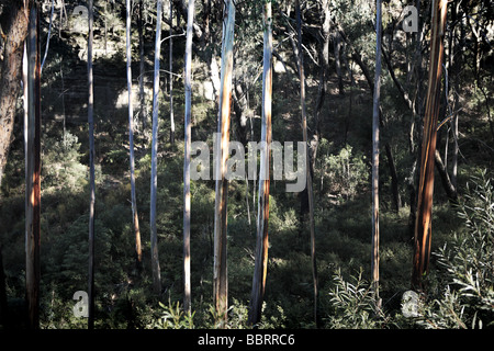 Wildnis in das Grosse Tal in der Nähe von Sydney, NSW, Australien Stockfoto