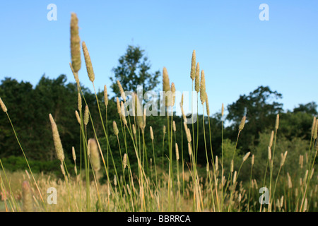 wild wachsende Gräser gonna Samen Stockfoto