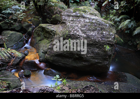 Wildnis in das Grosse Tal in der Nähe von Sydney, NSW, Australien Stockfoto